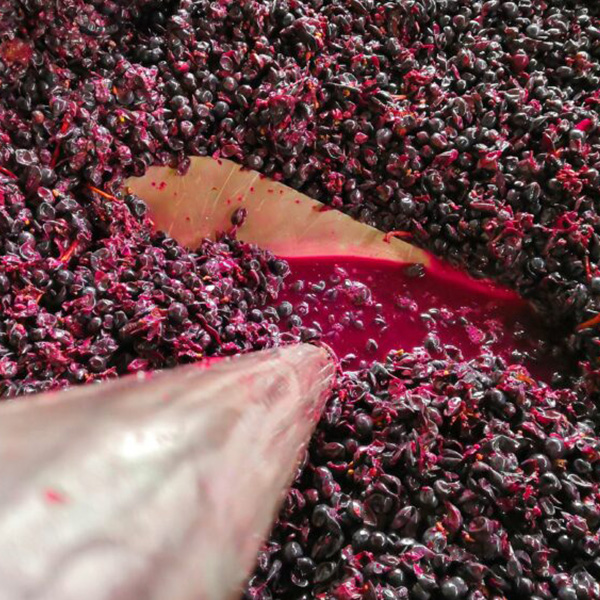 vinification, broyeur, égrappoir, traitement des raisins