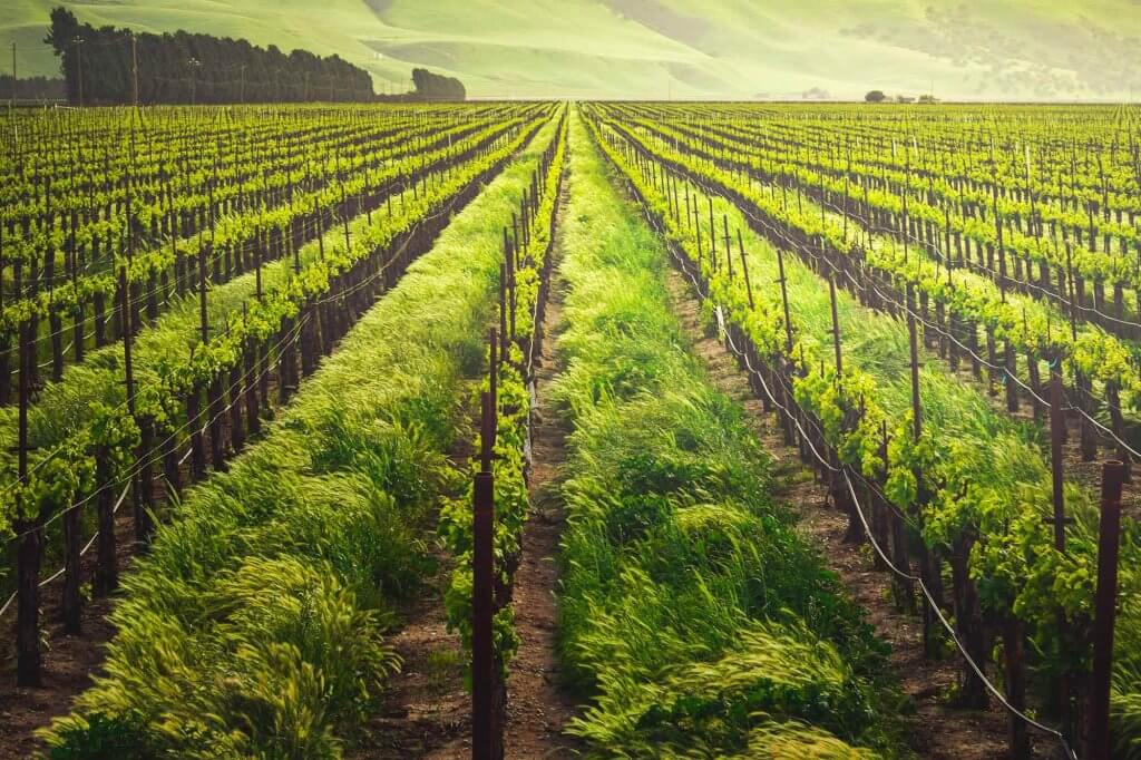 La vigne un jour de soleil