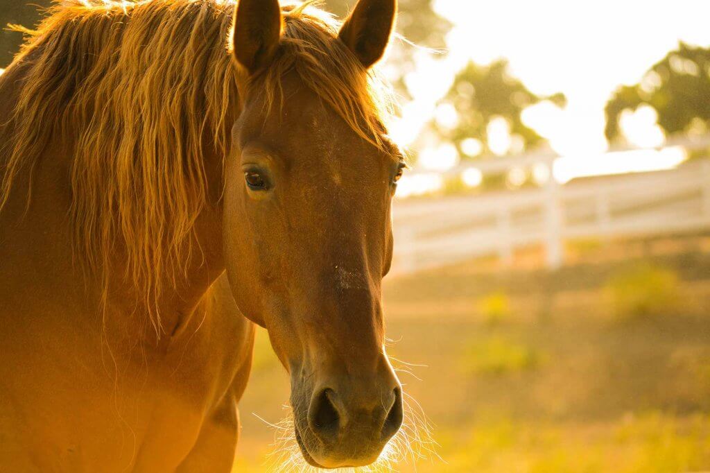 Le cheval avant le travail de la vigne