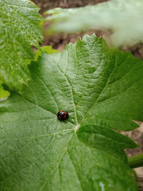Vignes Culture Biologique et Biodynamique Château de Côts