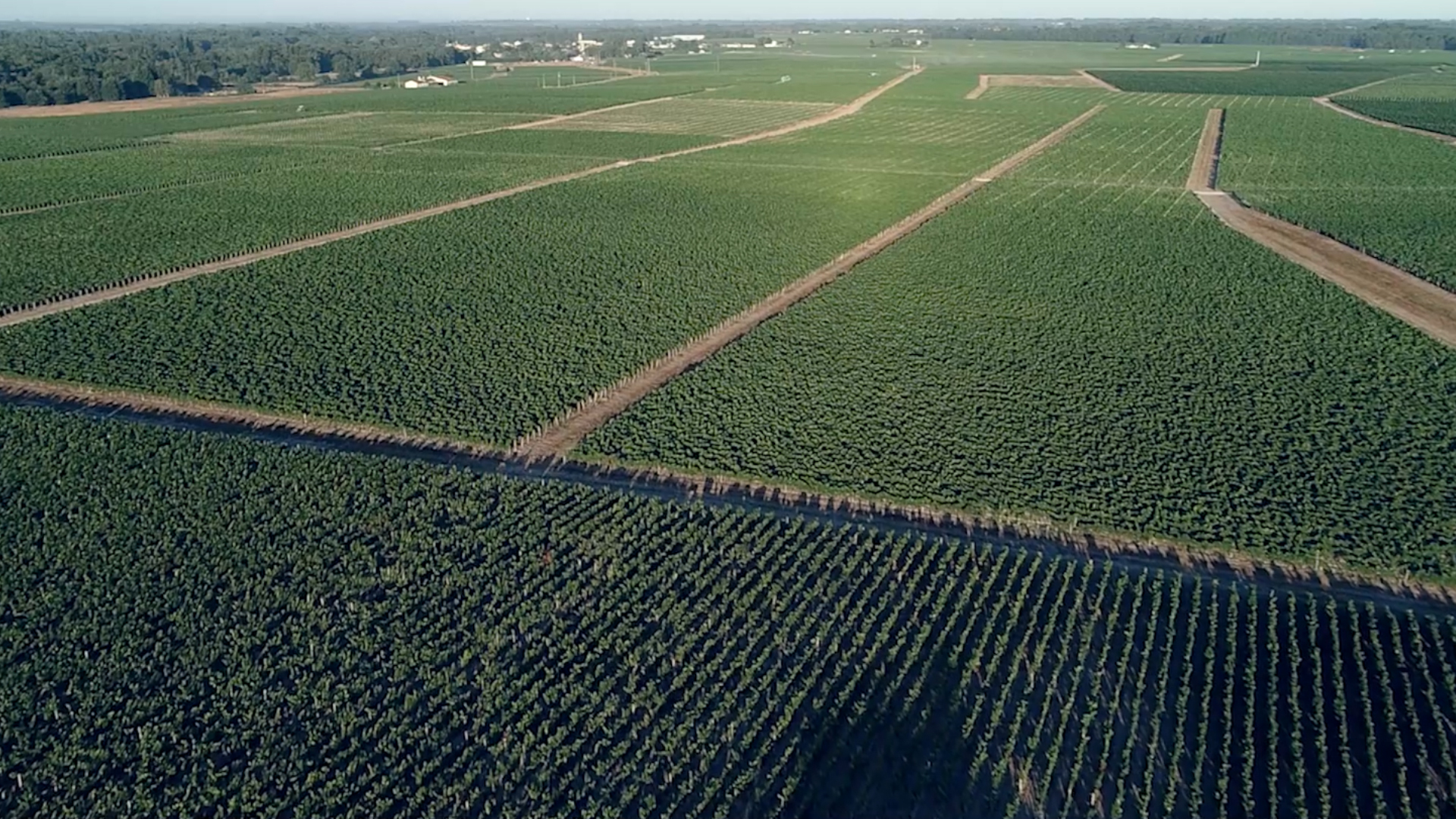 Vignes Câteau Barreyres