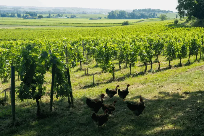 Château Balestard la Tonnelle — photo 3