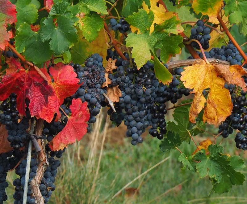 Château La Roberterie — photo 6