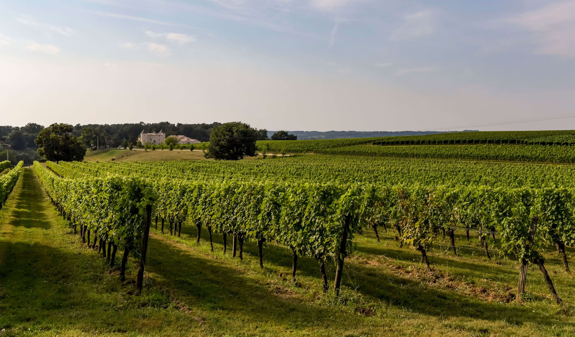 Vineyards