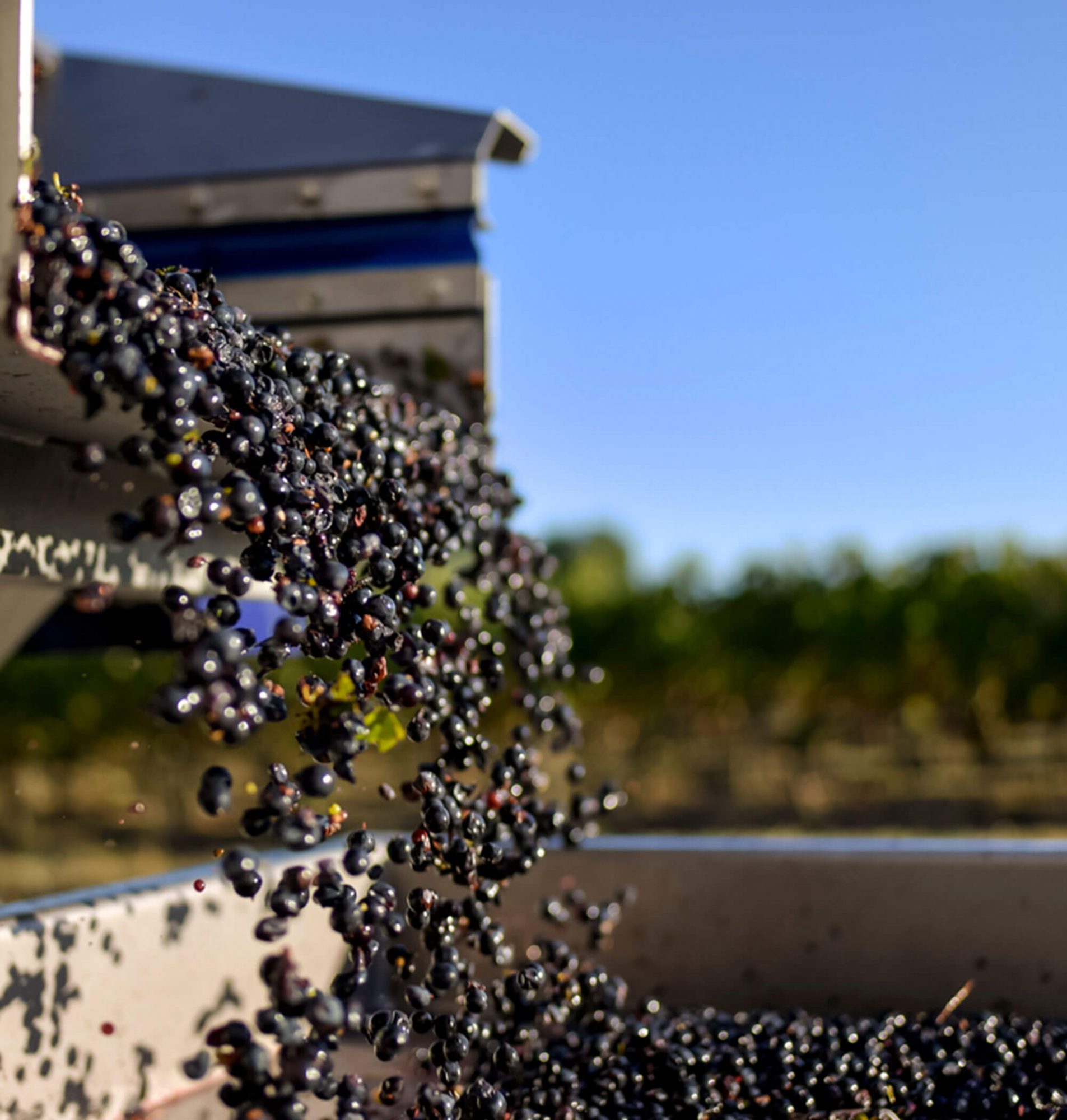 Chateau La Roberterie Grapes