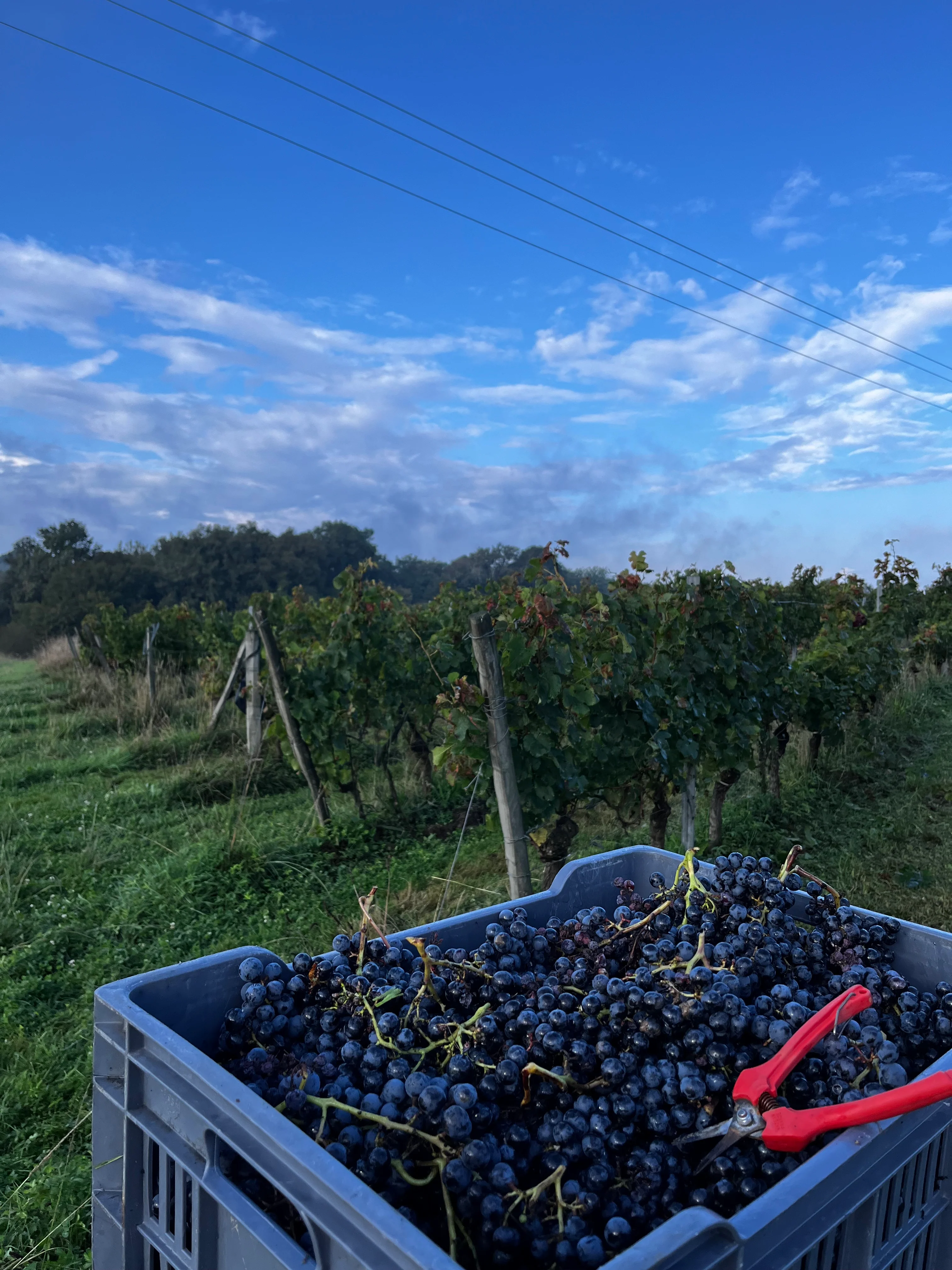 Château Le Filh — photo 4