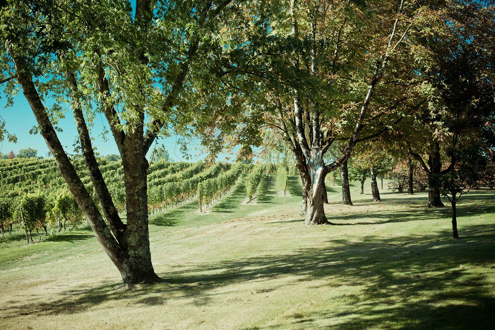 arbres et vignes thieuley