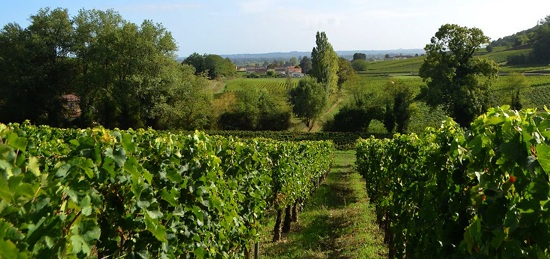 Château la Grangere — photo 3