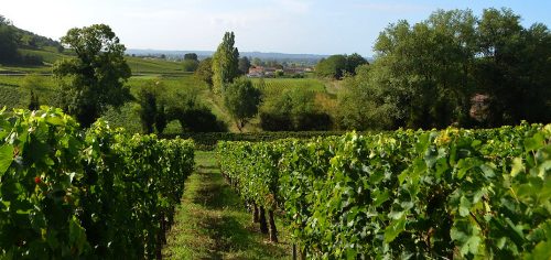 chateau la grangere vigne 2