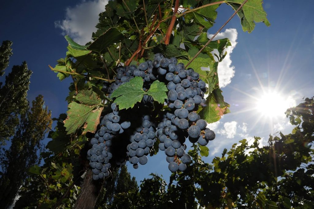 vignobles bouladou saint emilion