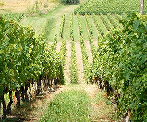 Le vignoble du Château l'Insoumise