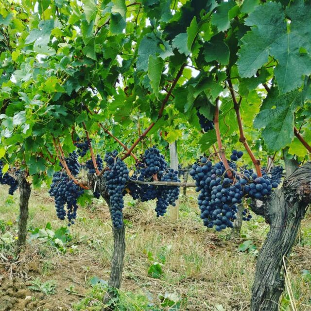 Récolte 2018! Le coup de feu et donné demain matin pour nous! 🍇🚜☀️🌄 #vendange #millesime2018 #soleil #vin #harvest #winemaking #puisseguinsaintemilion #saintemilion