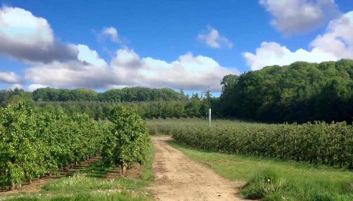 Château Loupiac-Gaudiet — photo 3