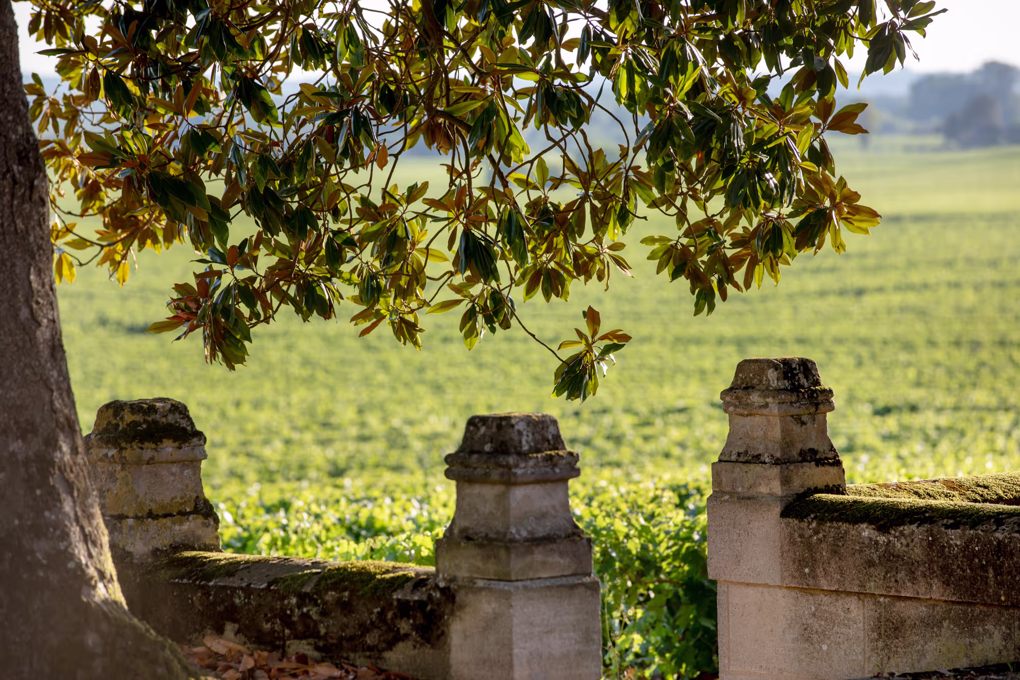 Château Daugay
