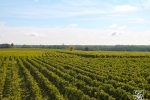 Chateau Lagorce-Bernadas 6