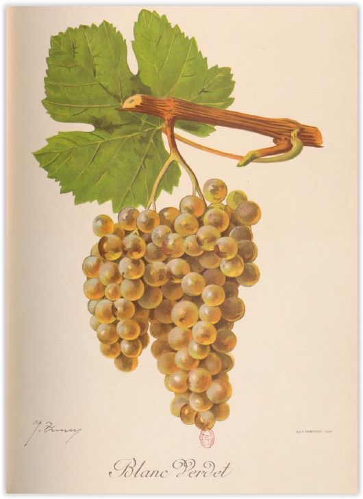 Vignoble biodynamique