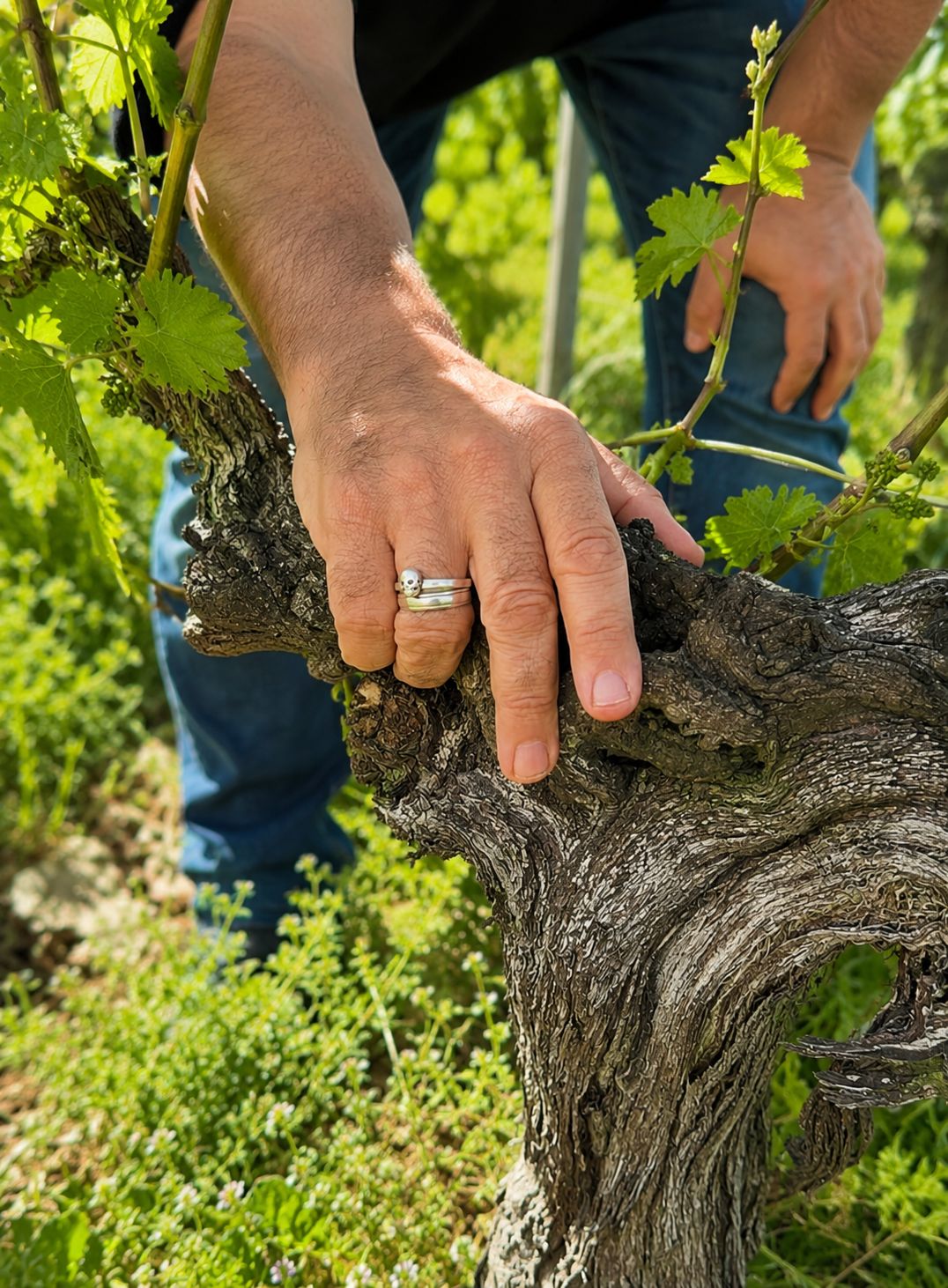 Une main du vigneron posée sur un vieux cep noueux du domaine