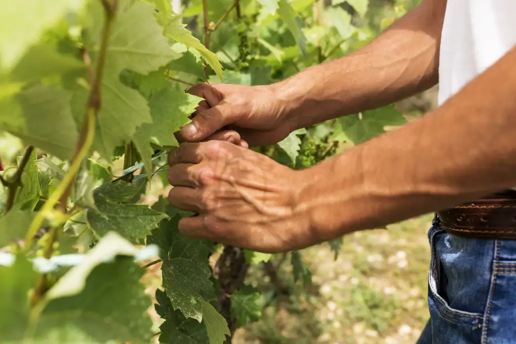 Explorez un vignoble d'exception dans le Médoc