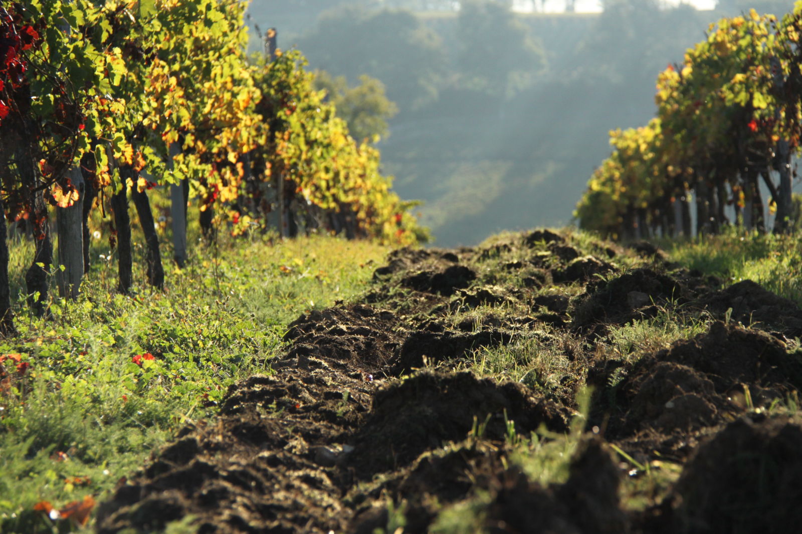 Château Mazeris Bellevue — photo 11