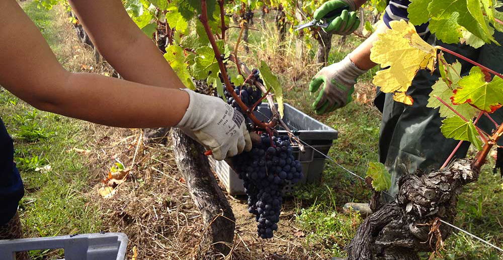 Clos Vieux Taillefer
