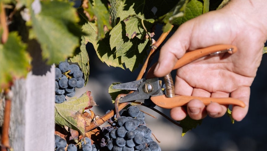 Château Peyronie - Pauillac