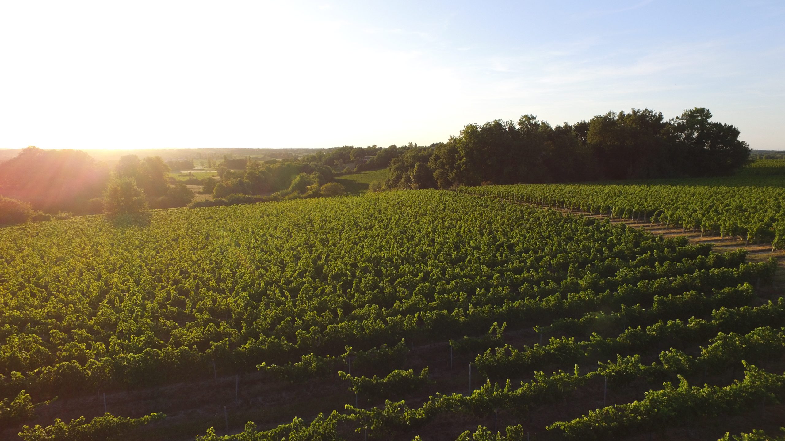 Château Haut L'Abeille — photo 3