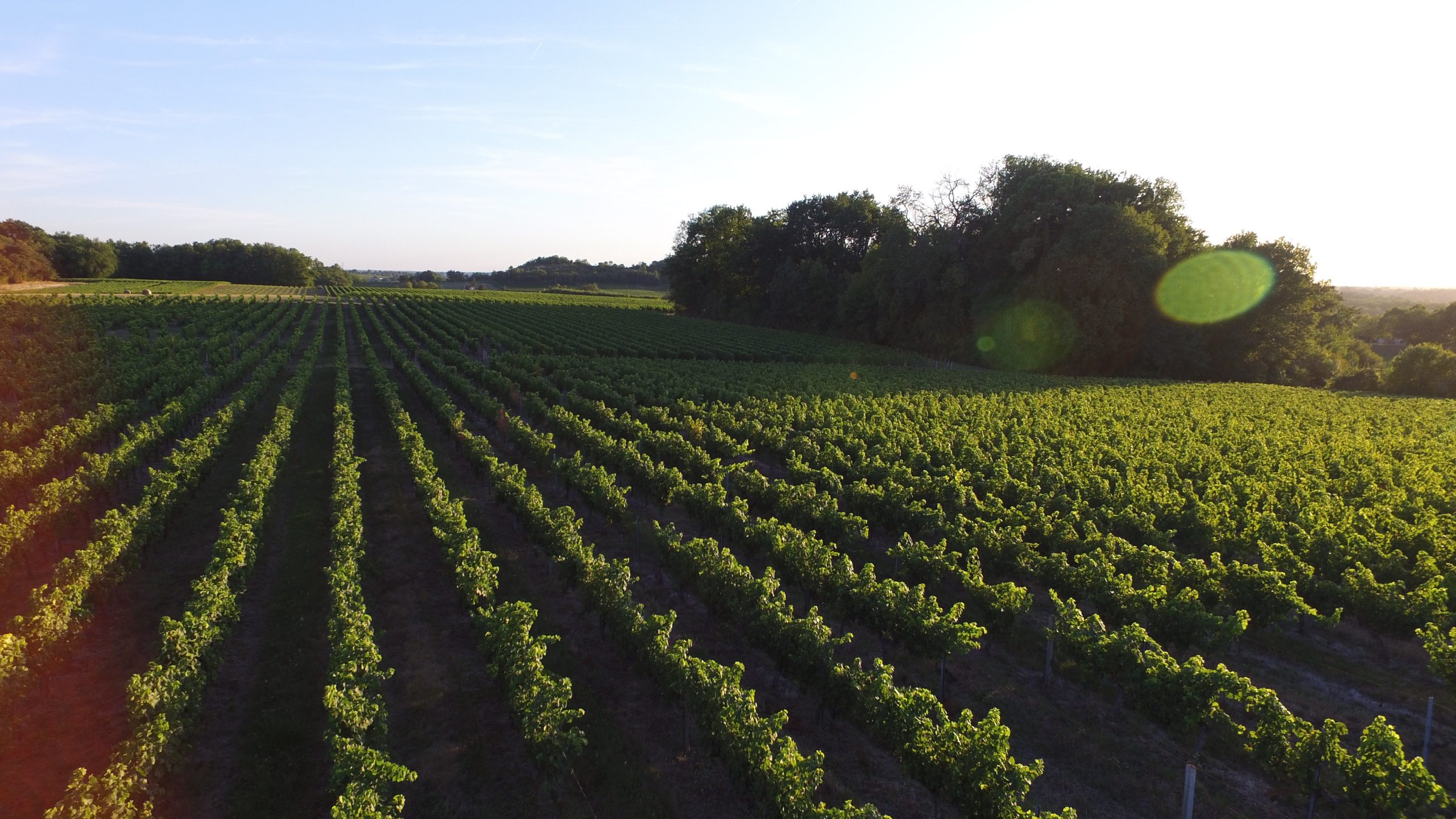 Château Haut L'Abeille — photo 4
