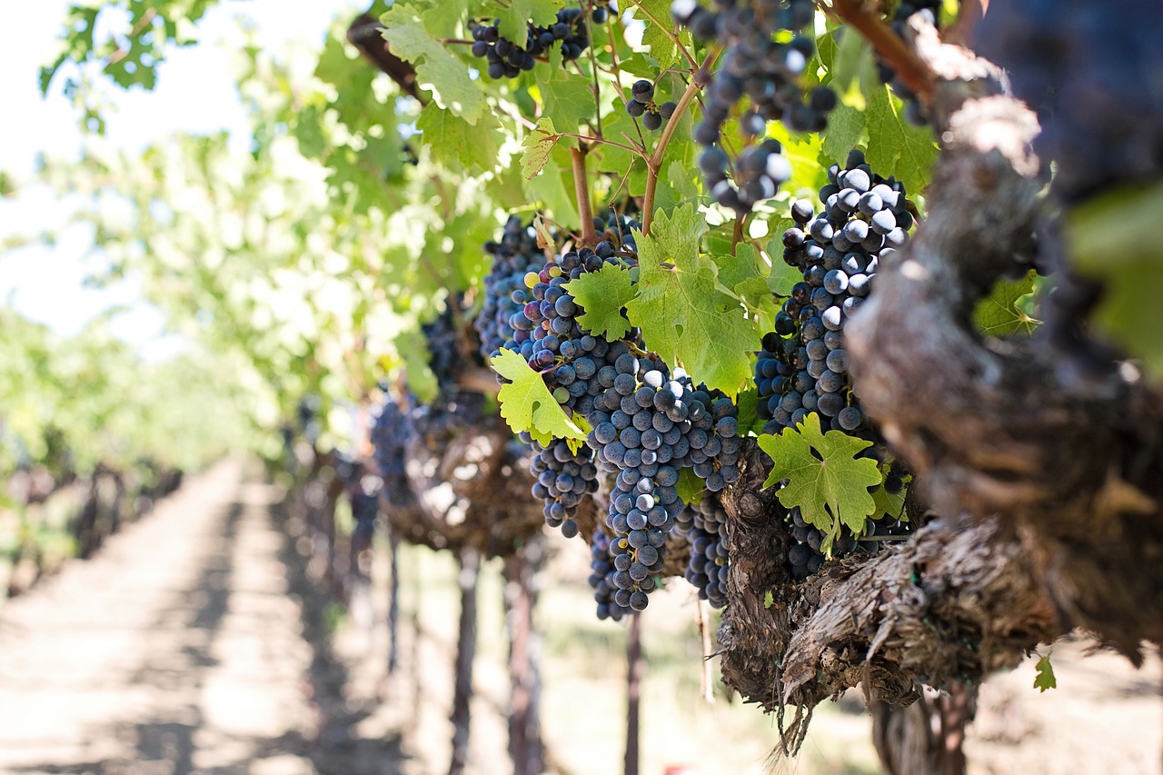 Vignobles Borderie Lenier - Lussac-Saint-Émilion