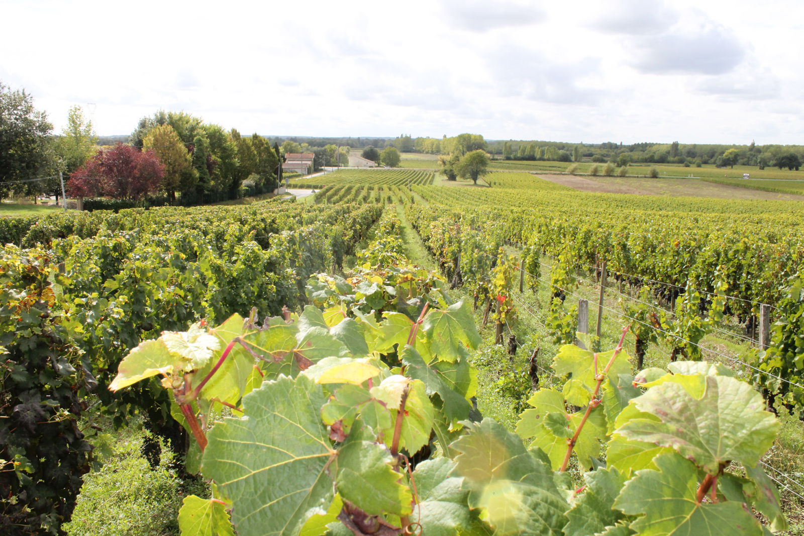 Château Maroy — photo 9