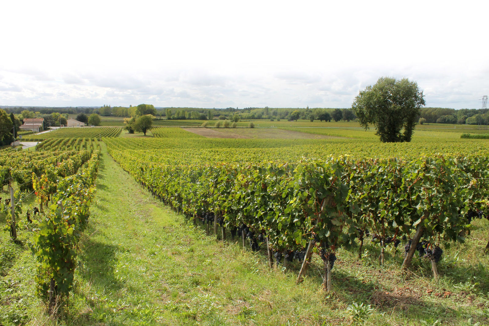 Château Maroy — photo 7