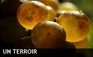 un terroir