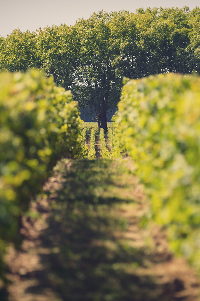 Des roches aux pieds des vignes