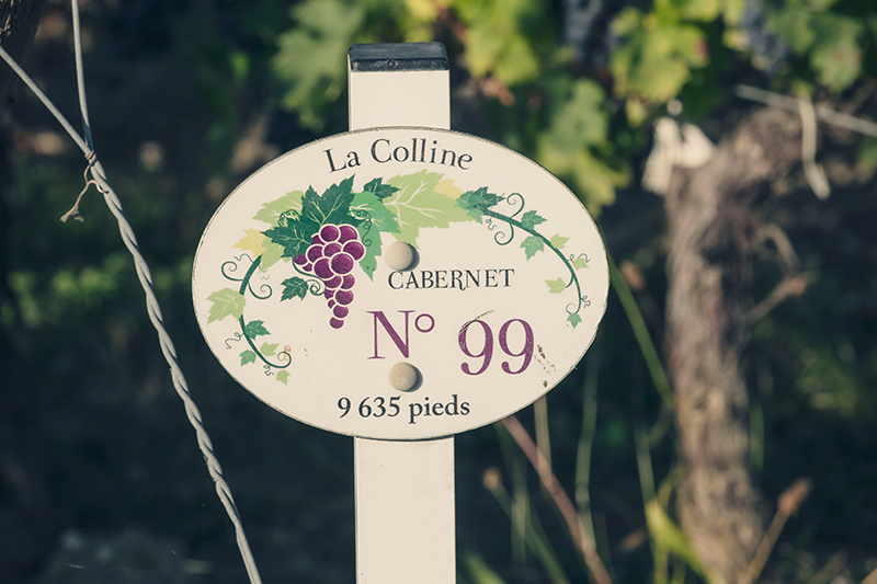 Au pied des vignes