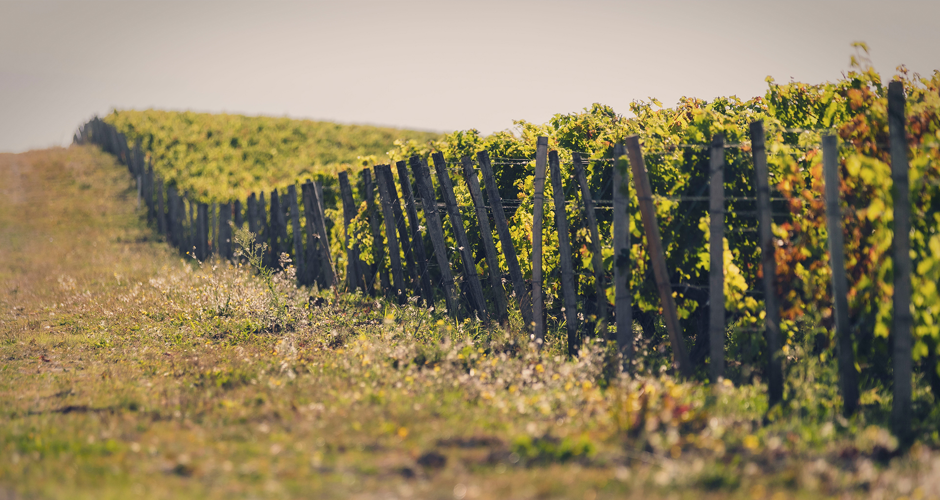 Le terroir de la Tour Prignac