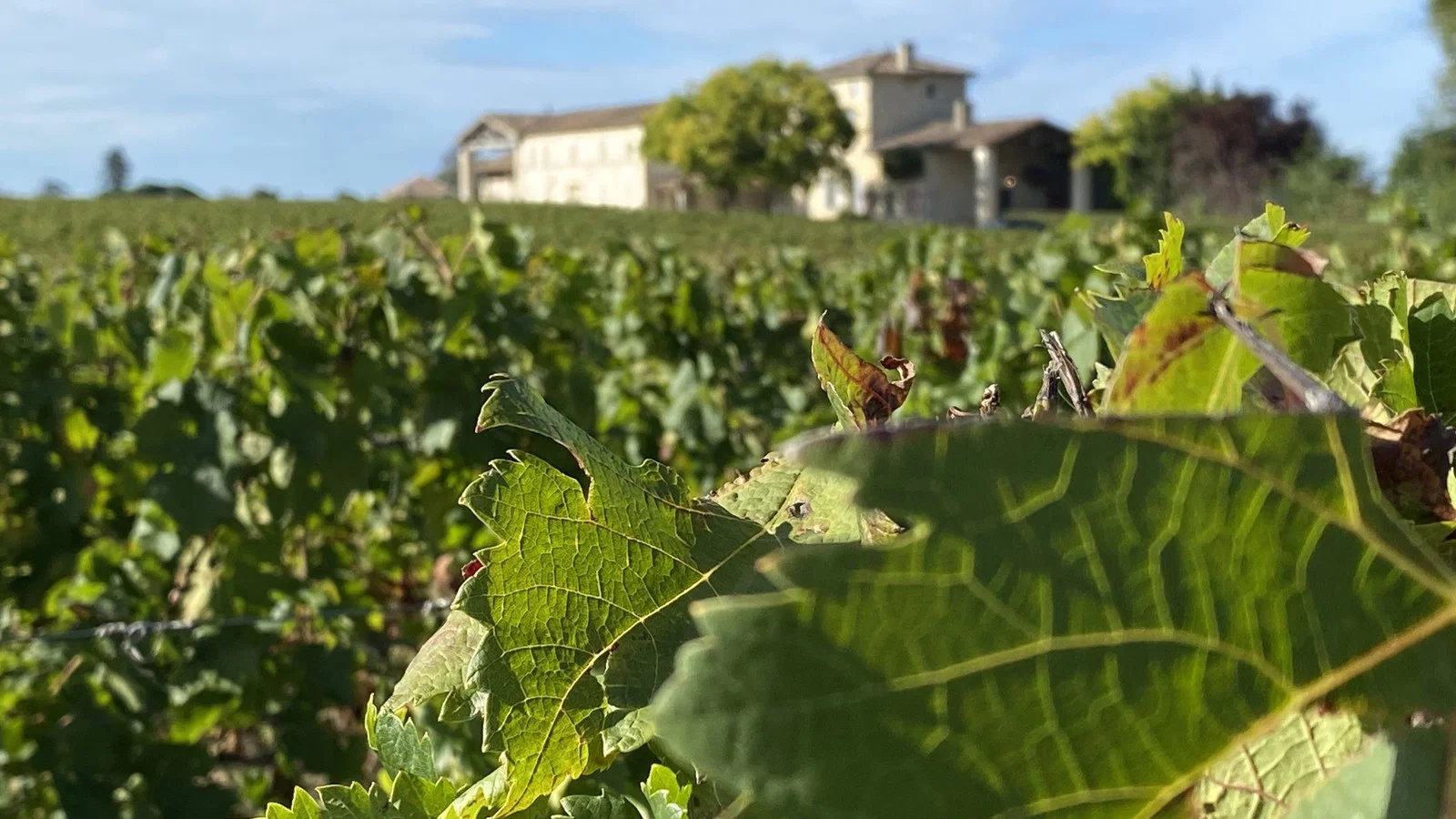 Lafleur Pomerol Irrigation Tests Bordeaux’s AOC Rules