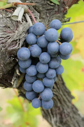 Close-up of a ripe grape cluster on a vine branch.