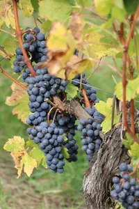 Clusters of ripe dark grapes hanging on a vine with green and yellow leaves.