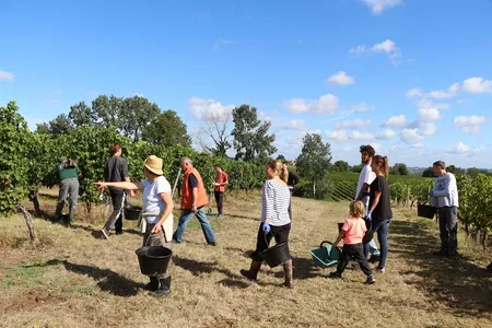 Group harvesting grapes in a vineyard on a sunny day.
