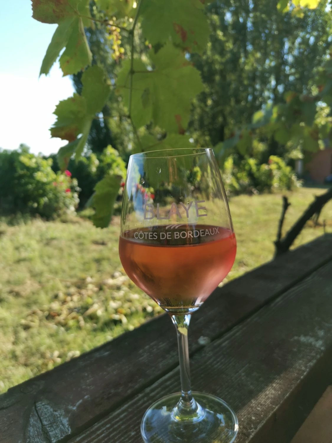 Château Pinet la Roquette — photo 6