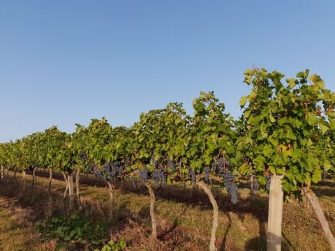 Notre Vignoble
