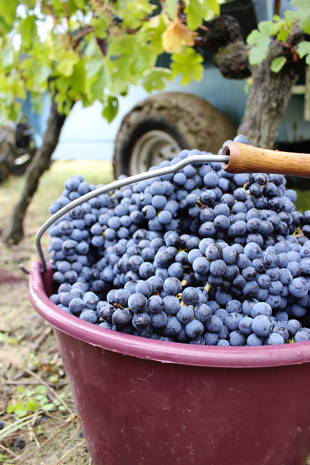 vendanges à la main agape grands vins de bordeaux buffeteau