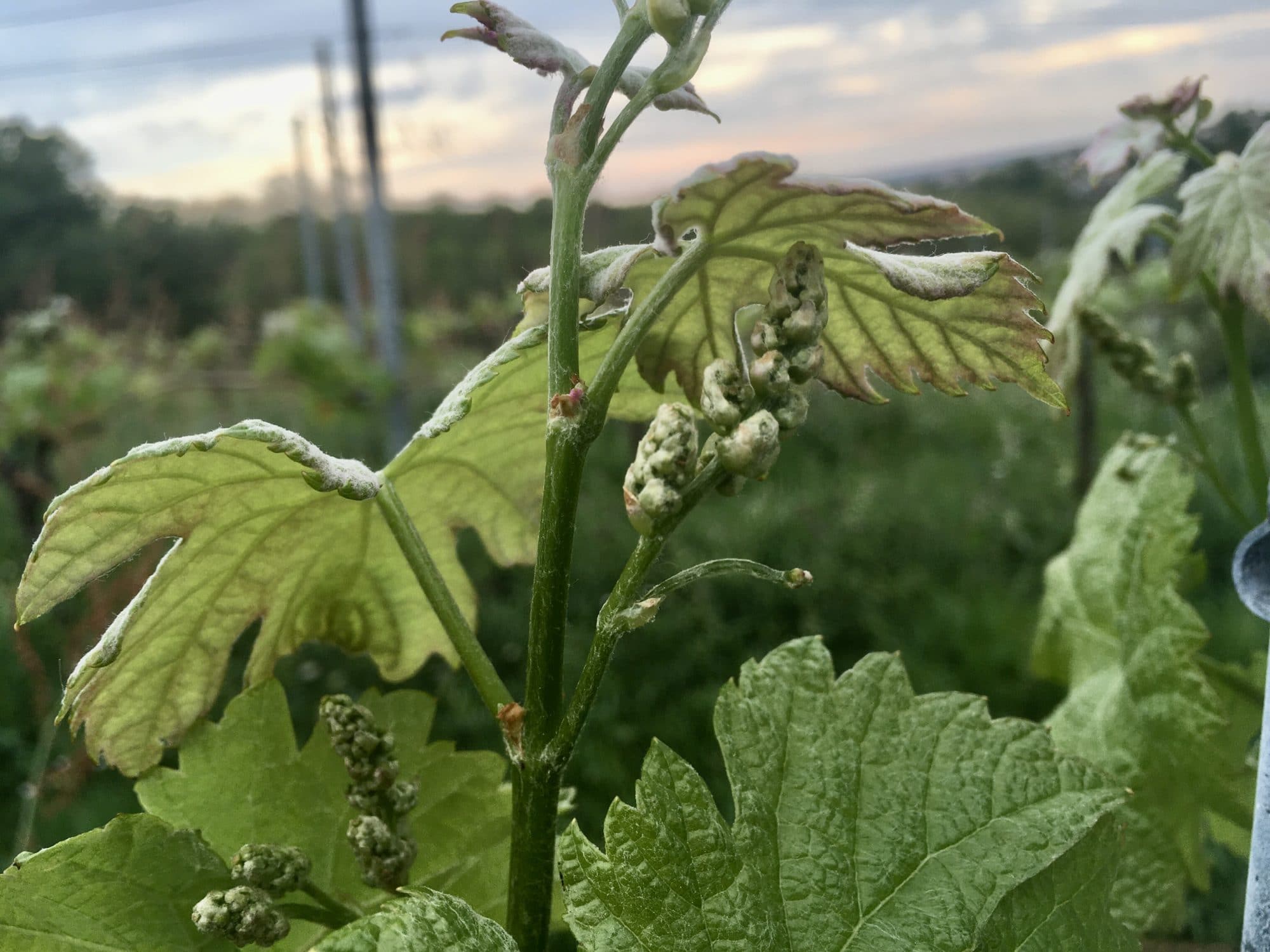 le printemps au chateau Beneyt