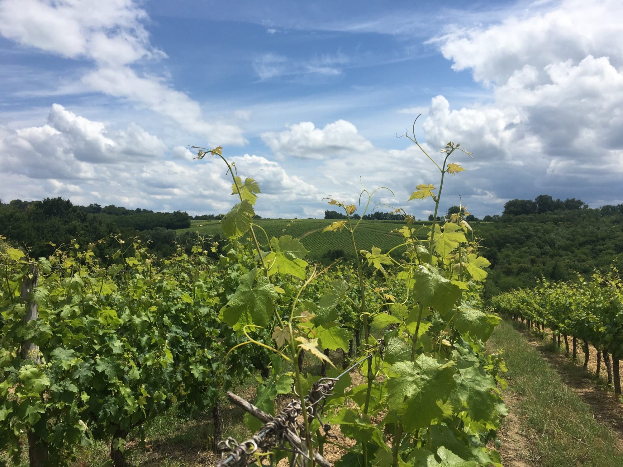 l'été au chateau Beneyt
