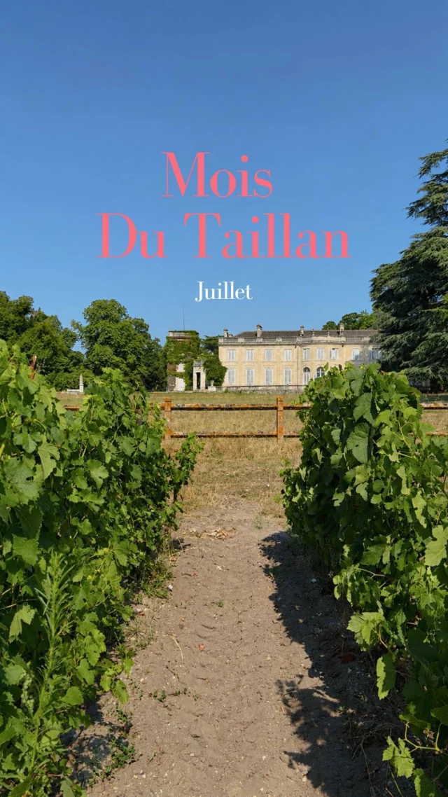 ☀️🌿 Le mois du Taillan  🍷Les filles vous ont accueillis pour nos visites, en intérieur comme en extérieur, avec notre nouvelle visite « De la vigne au vin » 🍇 Malgré les fortes chaleurs, nos vignes se portent très bien ! 🌹 L’équipe s’est également retrouvée autour d’un pique-nique accompagné par les 3 Roses du Taillan 🤍 Enfin, nous avons eu le plaisir de célébrer le magnifique mariage de C & L  rendez-vous août pour la suite !   // ☀️🌿 The Taillan Month  🍷 Throughout the month, our team welcomed you for indoor and outdoor tours, including our new « From Vine to Wine » experience. 🍇 Despite the summer heat, our vines are thriving! 🌹 The team also enjoyed a picnic together, accompanied by Les 3 Roses du Taillan. 🤍 Finally, we had the pleasure of celebrating the beautiful wedding of C & L.  See you in August for more Château du Taillan adventures! ☀️🍷  #chateaudutaillan #bordeauxtourisme #oenotourisme #chateau #bordeauxwine été
