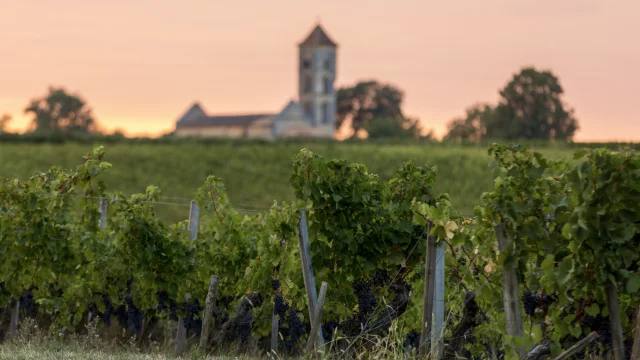 Vignes