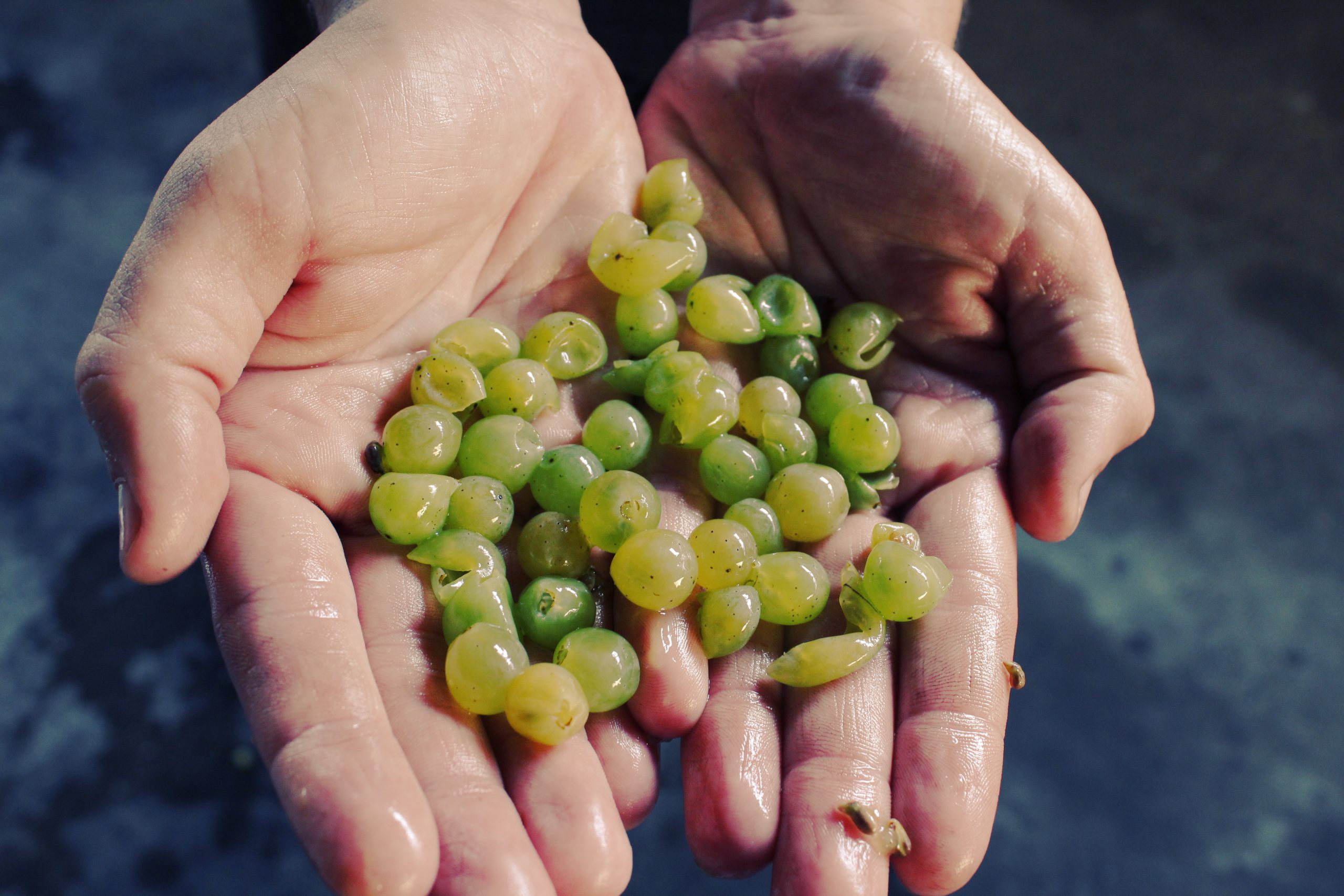 Sauvignon blanc Vignobles Massé