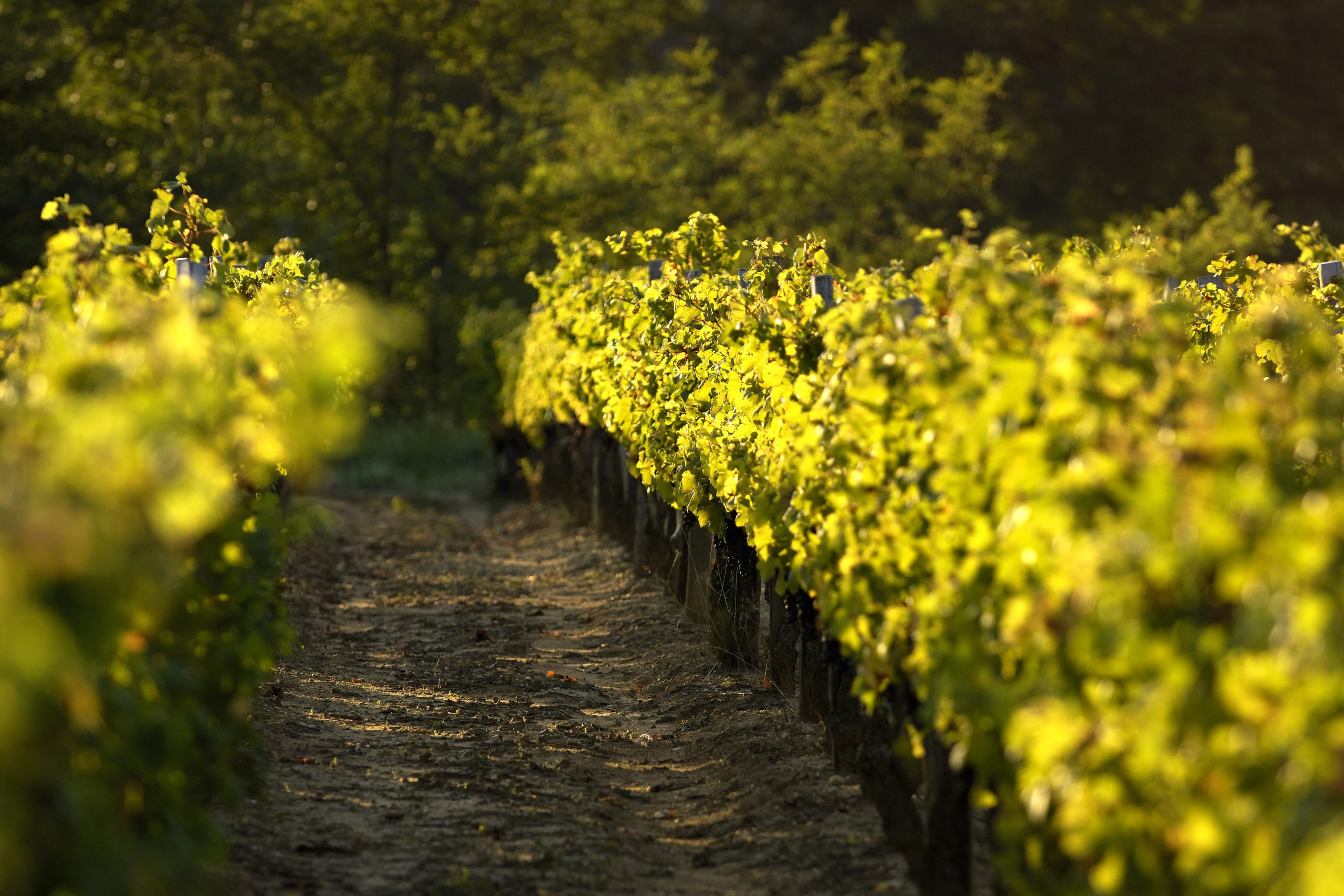 Vignes Vignobles Massé