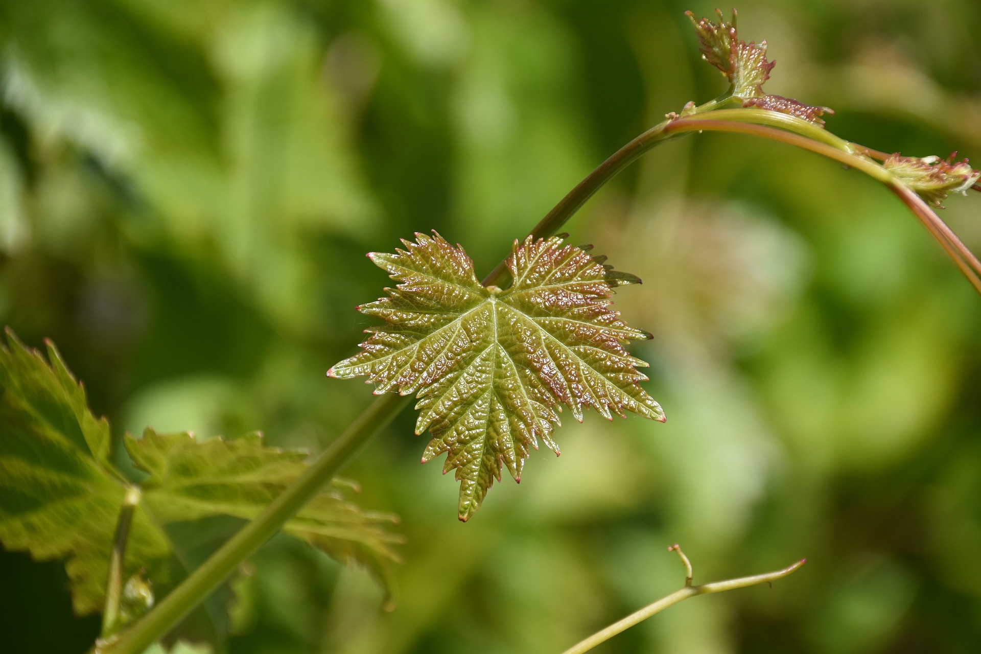 Feuilles de vignes vignobles Massé