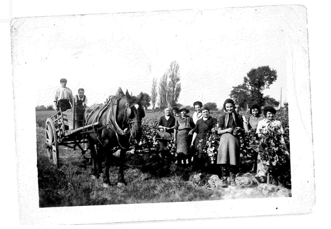 photo ancienne famille vignoble artigue chateau de la guillaumette Loupes