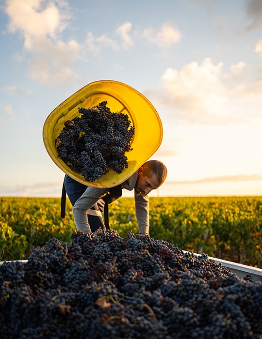 recolte raisins champs vigne